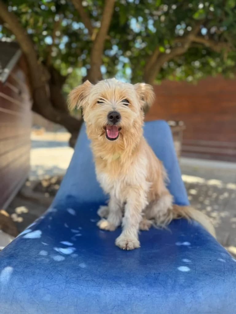 Nino, male Mixed Breed for adoption at Dogs N Homes Rescue, London