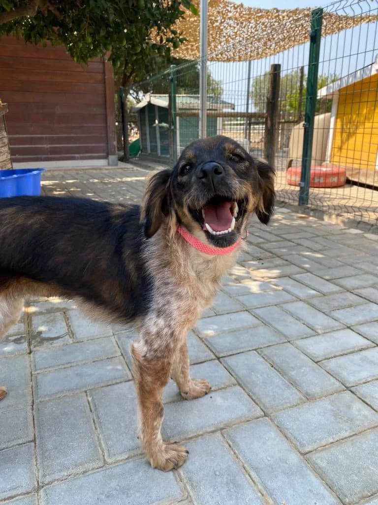 Chelsey, female young Mixed Breed for adoption at Dogs N Homes Rescue, London
