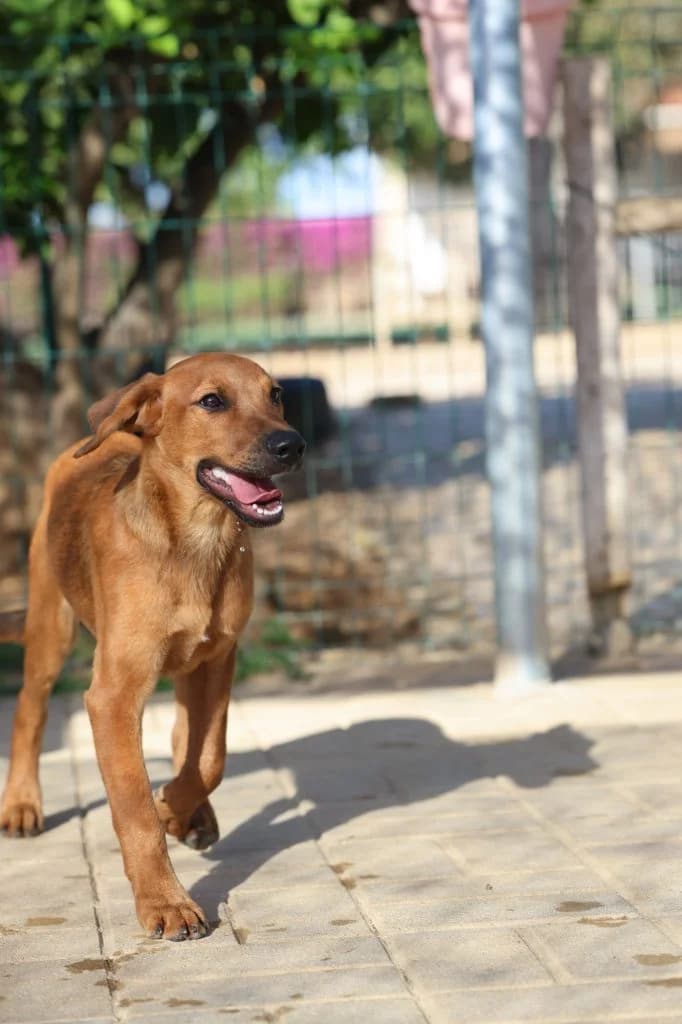 Crunchie, male Mixed Breed for adoption at Dogs N Homes Rescue, London