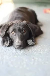 Chandler, male puppy Mixed Breed for adoption at Dogs N Homes Rescue, London