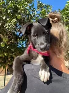 Jet, female puppy Mixed Breed for adoption at Dogs N Homes Rescue, London
