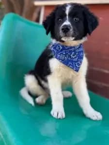 Teddy, male puppy Mixed Breed for adoption at Dogs N Homes Rescue, London