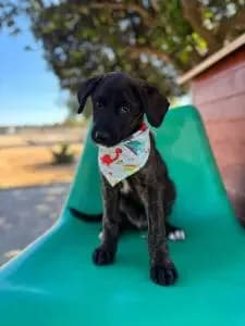 Tony, male puppy Mixed Breed for adoption at Dogs N Homes Rescue, London