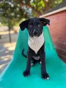 Timmy, male puppy Mixed Breed for adoption at Dogs N Homes Rescue, London
