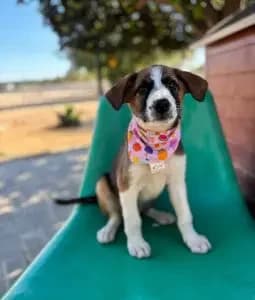Tessa, female puppy Mixed Breed for adoption at Dogs N Homes Rescue, London