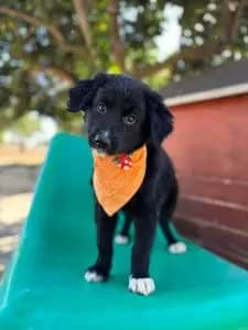 Tilly, female puppy Mixed Breed for adoption at Dogs N Homes Rescue, London