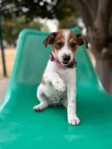 Lexi, female puppy Mixed Breed for adoption at Dogs N Homes Rescue, London