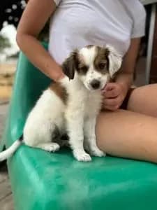 Lara, female puppy Mixed Breed for adoption at Dogs N Homes Rescue, London
