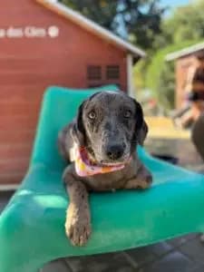 Wispa, female puppy Mixed Breed for adoption at Dogs N Homes Rescue, London