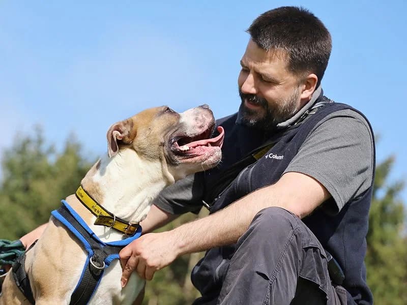 Buster, male young Staffordshire Bull Terrier for adoption at Dogs Trust Leeds, Leeds