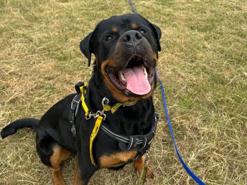 Branston, male 3yo Rottweiler for adoption at Dogs Trust Canterbury, Chestfield