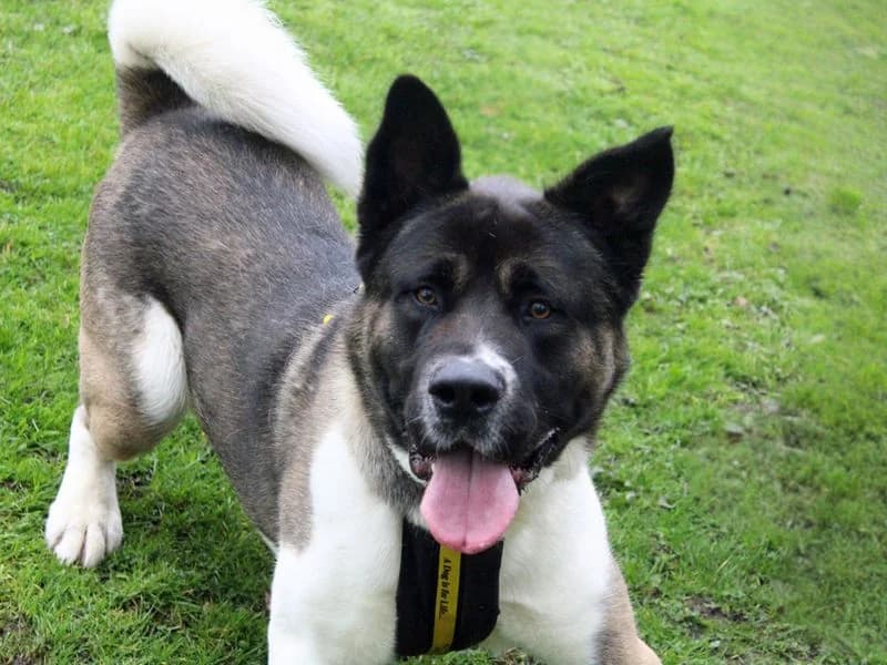 Yoshi, male young Akita for adoption at Dogs Trust Merseyside, Liverpool