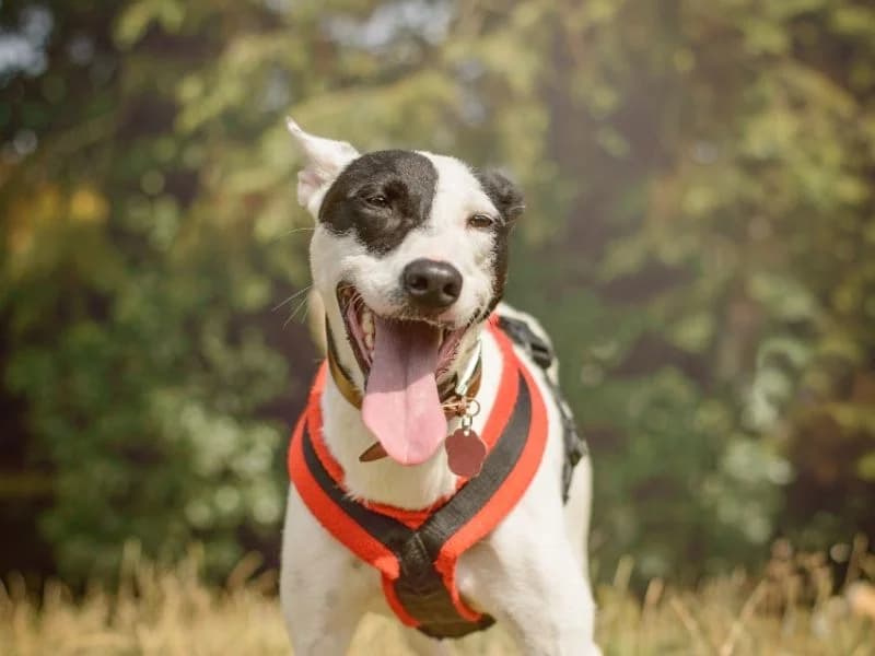 Milly, female 3yo Staffordshire Bull Terrier for adoption at Dogs Trust Kenilworth, Kenilworth