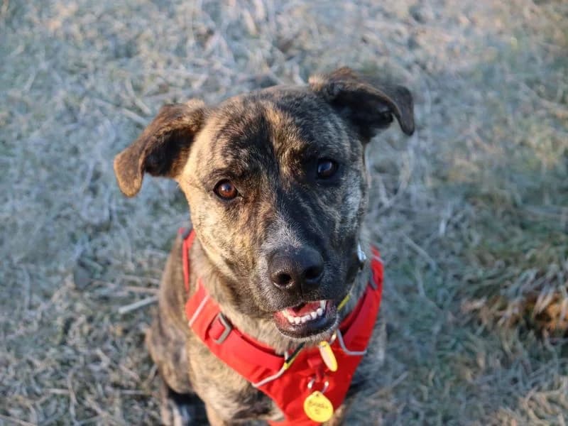 Brody, male young Staffordshire Bull Terrier for adoption at Dogs Trust Glasgow, Glasgow