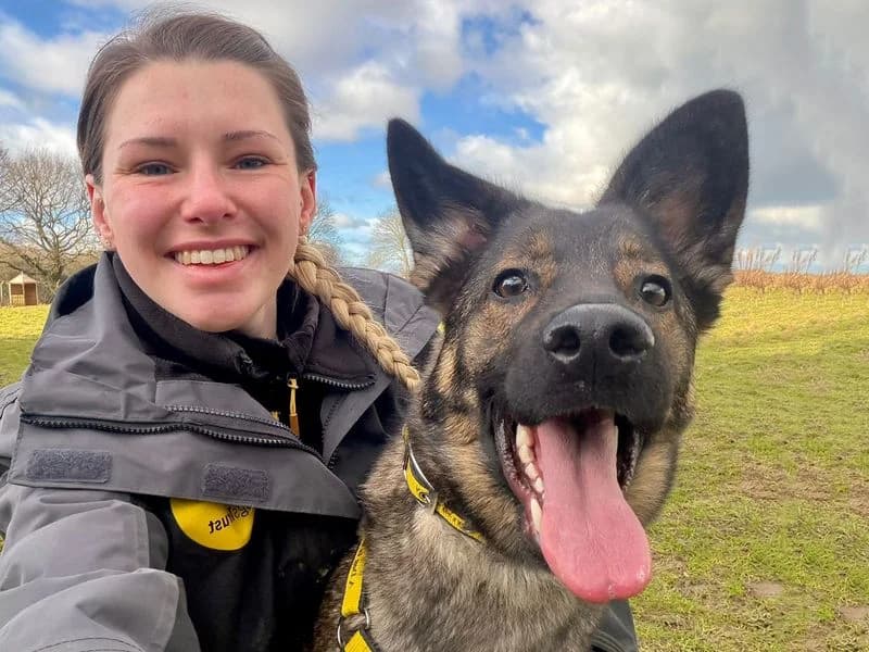 Luna, female young mixed breed for adoption at Dogs Trust Leeds, Leeds