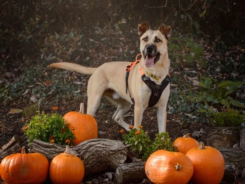 Duke, male 3yo Mixed Breed for adoption at Dogs Trust Kenilworth, Kenilworth
