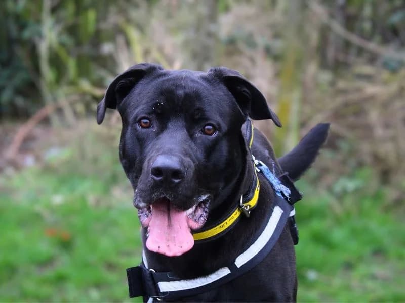 Rufus, male young Cane Corso for adoption at Dogs Trust Manchester, Manchester