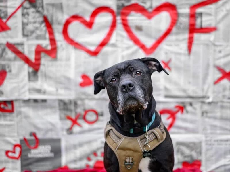 Conan, male 6yo Rottweiler for adoption at Dogs Trust Kenilworth, Kenilworth