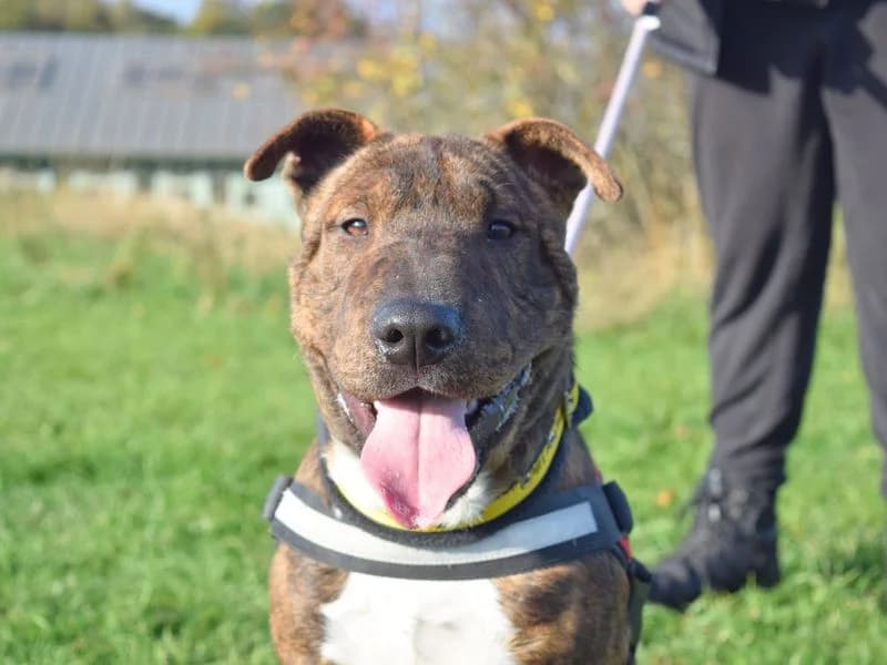 Dave, male young Staffordshire Bull Terrier for adoption at Dogs Trust Harefield, Harefield