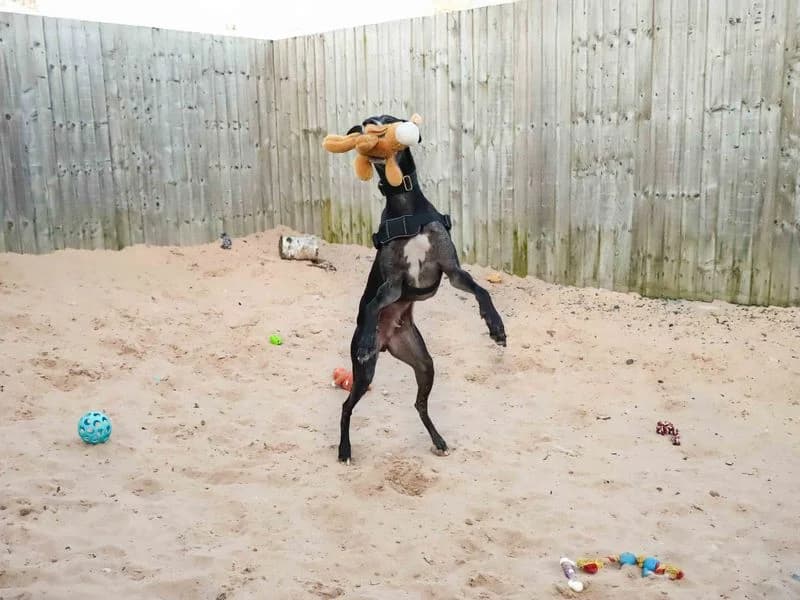 Danny, male 5yo Greyhound for adoption at Dogs Trust Darlington, Sadberge