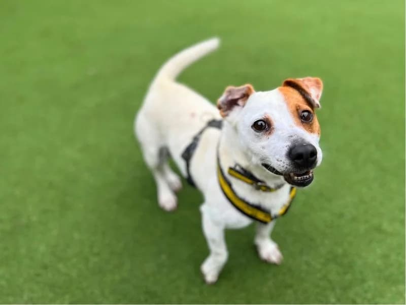 Otto, male 6yo Jack Russell Terrier for adoption at Dogs Trust Shoreham, Shoreham by Sea