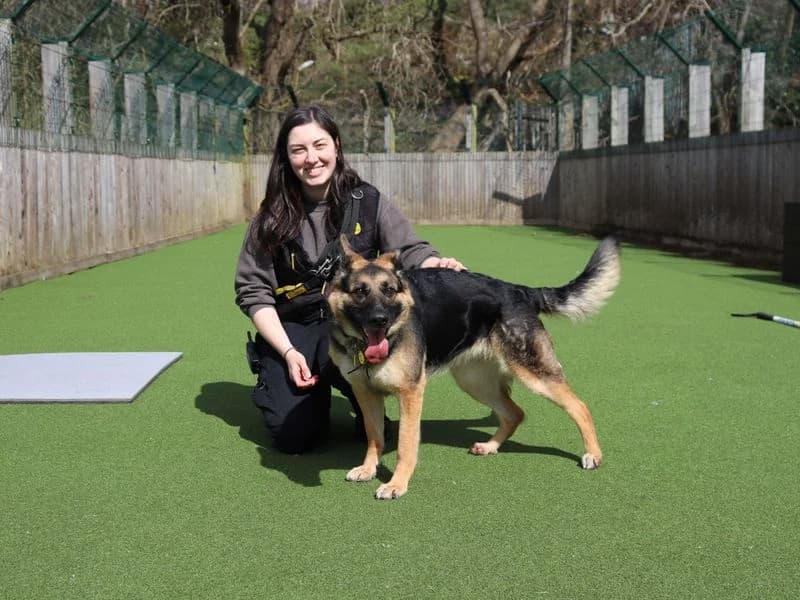 Olive, female 3yo mixed breed for adoption at Dogs Trust Glasgow, Glasgow