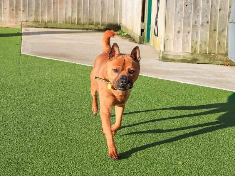Nutmeg, male young Mixed Breed for adoption at Dogs Trust Evesham, Evesham