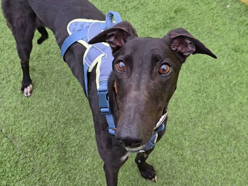 Layton Longlegs, male 5yo Greyhound for adoption at Dogs Trust West Calder, West Calder