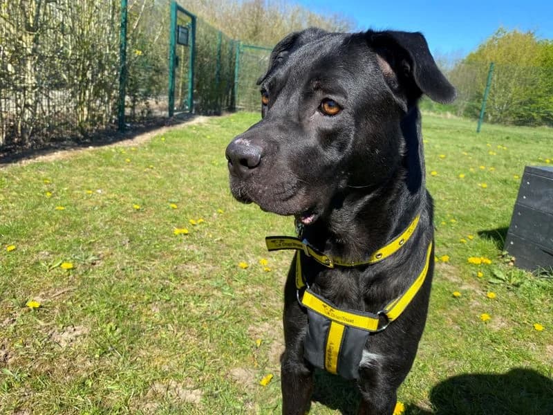 Amy Jane (AJ), female young Cane Corso for adoption at Dogs Trust Basildon, Wickford