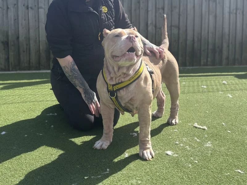 Cali, female 5yo mixed breed for adoption at Dogs Trust Cardiff, Cardiff