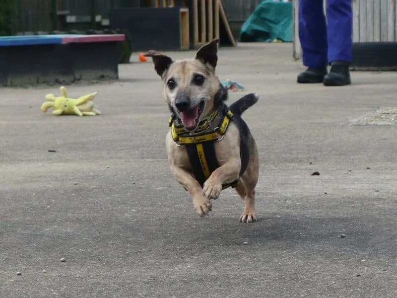 Clive, male senior Jack Russell Terrier for adoption at Dogs Trust Harefield, Harefield
