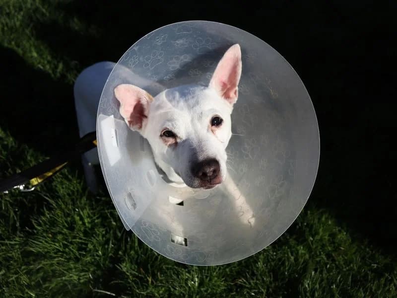 Snowy, female senior Chihuahua for adoption at Dogs Trust Glasgow, Glasgow