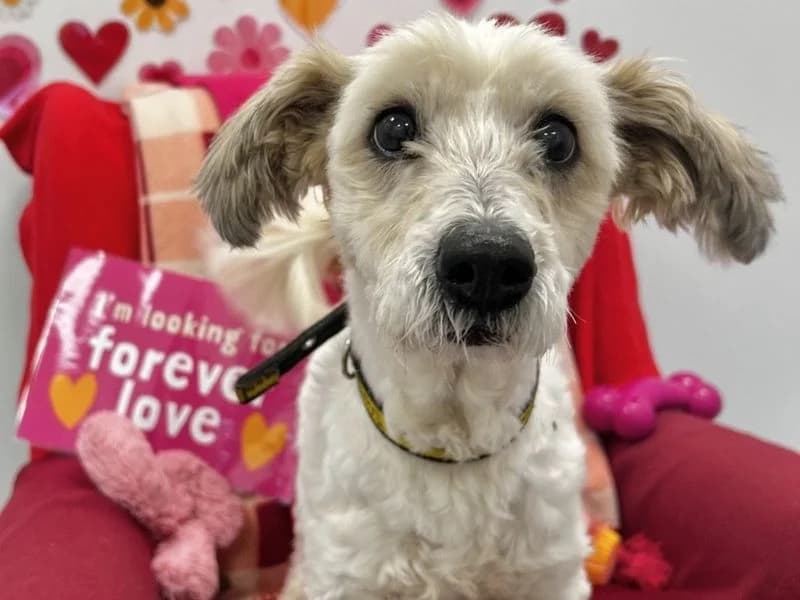 Coco, female senior Shih Tzu for adoption at Dogs Trust Ballymena, Ballymena