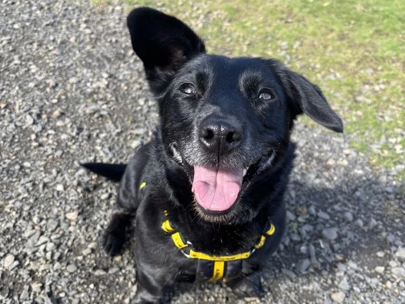 Roxie, female senior Jack Russell Terrier for adoption at Dogs Trust Ballymena, Ballymena