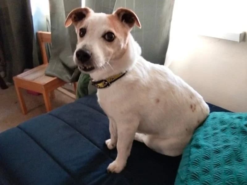 Lexi, female senior Jack Russell Terrier for adoption at Dogs Trust Ballymena, Ballymena