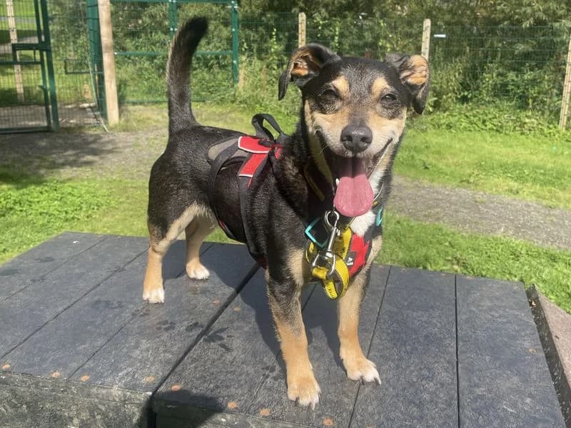 Rossi, male 6yo Jack Russell Terrier for adoption at Dogs Trust Ballymena, Ballymena