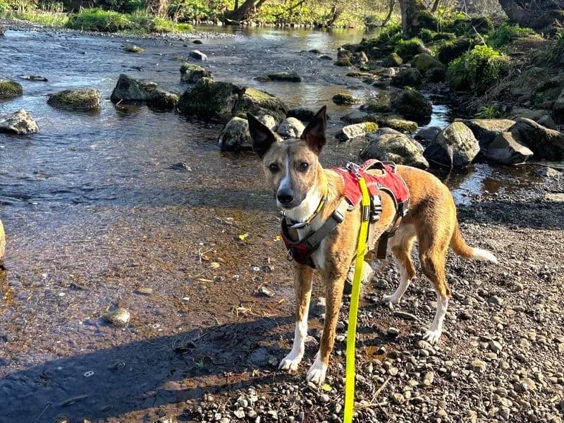 Rocket, male 3yo Border Collie for adoption at Dogs Trust Ballymena, Ballymena