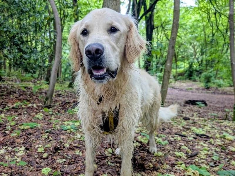 Borris, male young Golden Retriever for adoption at Dogs Trust Ballymena, Ballymena