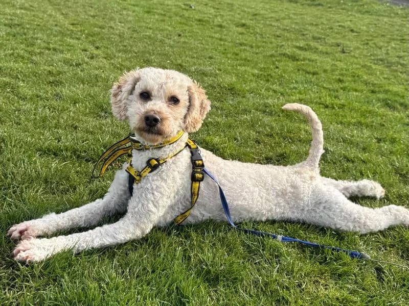 Galloway, male 6yo Cockapoo for adoption at Dogs Trust Ballymena, Ballymena
