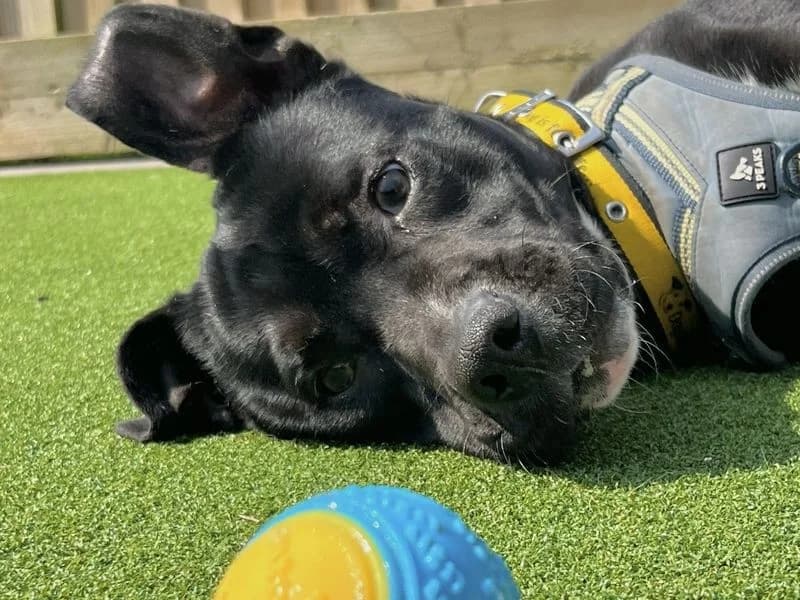 Lenny, male young Border Collie for adoption at Dogs Trust Ballymena, Ballymena