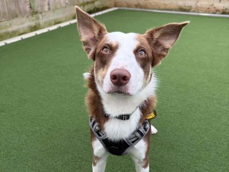 Sol, male young Border Collie for adoption at Dogs Trust Ballymena, Ballymena
