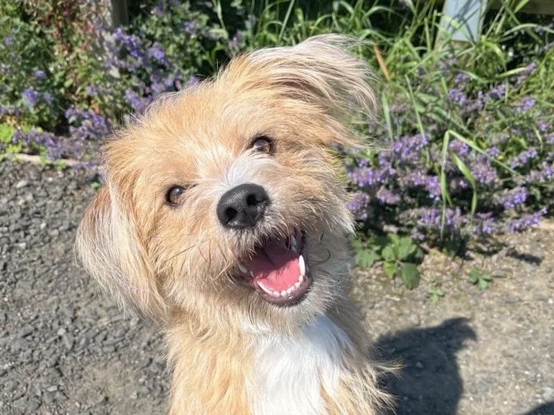 Pretzel, male puppy Shih Tzu for adoption at Dogs Trust Ballymena, Ballymena