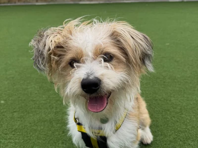 Rollo, male puppy Shih Tzu for adoption at Dogs Trust Ballymena, Ballymena