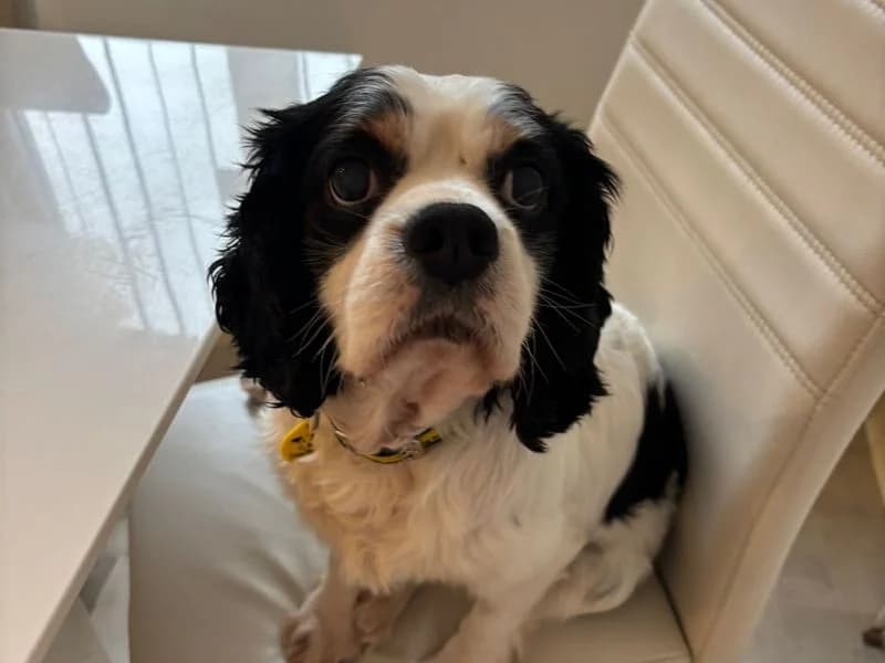 Albert, male senior Cavalier King Charles Spaniel for adoption at Dogs Trust Ballymena, Ballymena