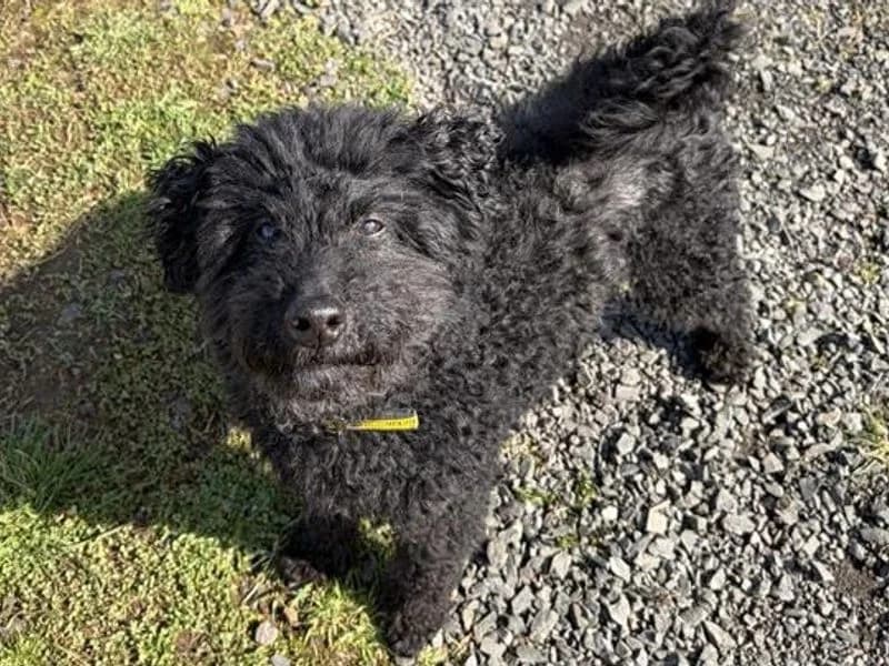 Beckett, male senior Poodle for adoption at Dogs Trust Ballymena, Ballymena