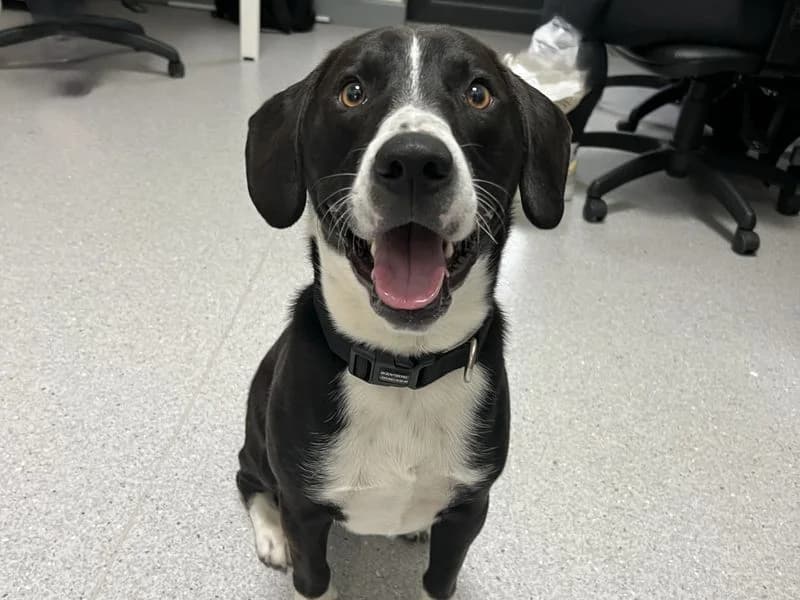 Remi, male puppy Staffordshire Bull Terrier for adoption at Dogs Trust Ballymena, Ballymena