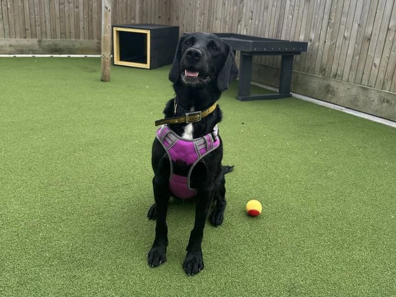 Lola, female 3yo mixed breed for adoption at Dogs Trust Ballymena, Ballymena