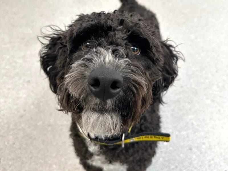 Kylo, male puppy Jack Russell Terrier for adoption at Dogs Trust Ballymena, Ballymena