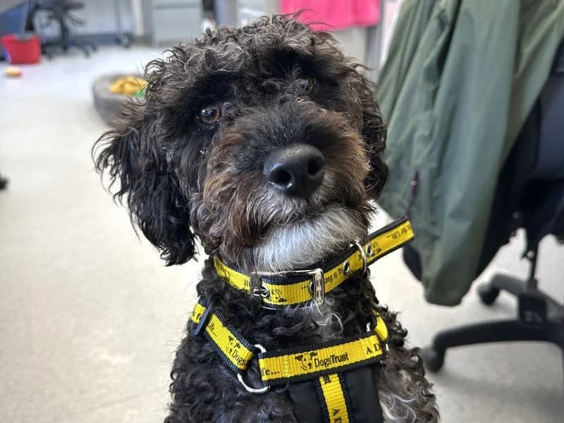 Luna, female puppy Jack Russell Terrier for adoption at Dogs Trust Ballymena, Ballymena