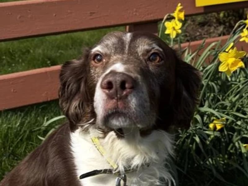 Moses, male senior mixed breed for adoption at Dogs Trust Ballymena, Ballymena